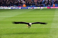 Palace V Millwall 021.jpg