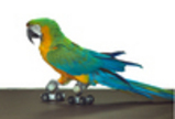 Bradninch Eagle