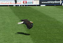 Big Bird before the match...
