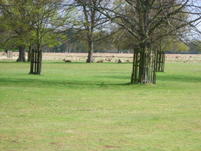 Lady in Black Bushey Park