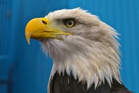 Kayla the Eagle (September 2013).jpg