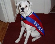 Seaweed_Hater's dog Ellie who is a no.1 palace fan! 