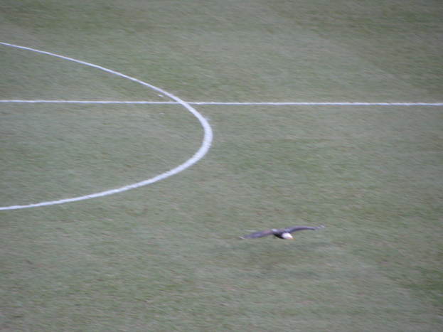 Palace vs Preston 032.jpg