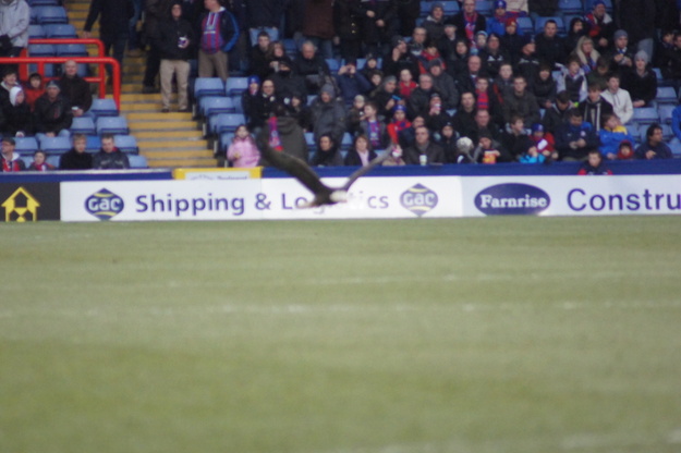 palace v preston 007.jpg