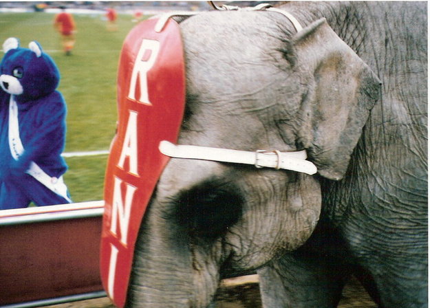 elephant 87-88.jpg