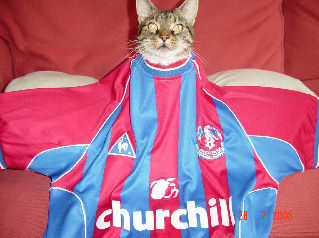 Luke Tyrrell's cat Tiger wearing his Palace shirt with pride! 