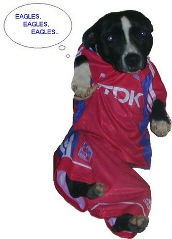 Kirstonian's dog Lacey who is not welcome in the Holmesdale on matchdays, so she's the first Palace armchair supporter of the canine world!!! She insists on wearing the Palace shirt every matchday! 