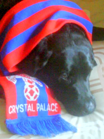 Whens the season starting i am so bored - selhurstmick's dog alfie