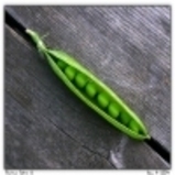 Pea