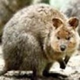 QuokkaSoccer81