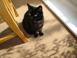 Dancer Cat
