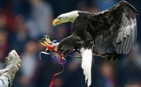 Norway Eagle